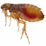 Flea Control-Norfolk & Norwich Pest Control